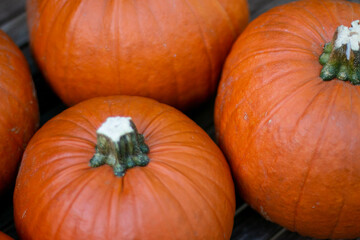 pumpkin on the ground