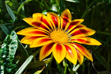 Yellow Gazania Flower Close-up