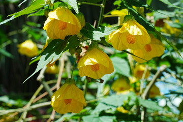 Flowering maple|Abutilon striatum Dickson Abutilon pictum|風鈴花|金鈴花|燈籠花	
