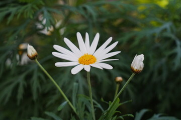 Bellis perennis, commonly known as the common daisy, lawn daisy, or English daisy, is a small perennial herbaceous plant belonging to the Asteraceae family.  雛菊 © Jimmy