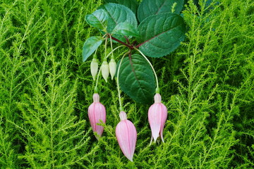 Fuchsia flowers belong to the genus Fuchsia, which includes over 100 species of flowering shrubs and trailing plants. Fuchsia flowers are known for their distinctive