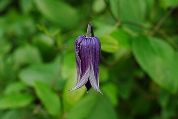 Bell Shaped Clematis Clematis plants are known for their diverse range of flower shapes and sizes, including some with bell-shaped flowers.  