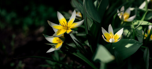 Delicate sunny color of a perennial flower.Simple and delicate petals. Narcissus is unique.Dwarf daffodil.