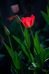 Tulip buds for every taste.Tulips in the garden. Delicate early flower.