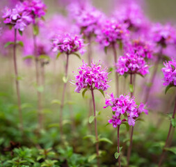 Small purple breckland wild thyme - Thymus serpyllum - flowers growing on summer meadow, closeup macro detail