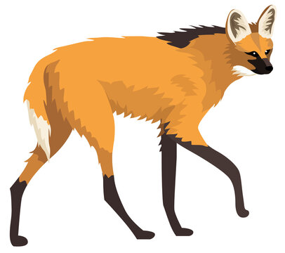 orange maned wolf walking, side view clip art preview