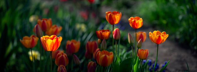 Open buds, bright orange tulips.Panorama of a garden plot with tulips.Spring flower.Big tulip bush...