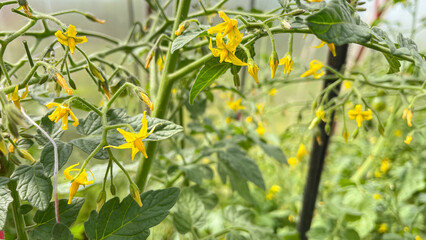 the flowering tomato bushes in the greenhouse