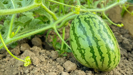 a small ripening watermelon in a summer greenhouse