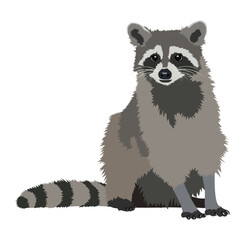 Cute realistic raccoon sitting isolated illustration