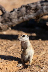 Round tailed ground squirrel, Xerospermophilus tereticaudus, hanging out by the entrance to their burrow. Cute wildlife in the Sonoran Desert. Pima County, Tucson, Arizona, USA. 
