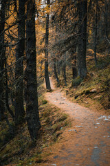 Beautiful path in the Swiss forest near the Sils Lake, during a moody autumnal day
