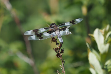 Eight-spotted Skimmer dragonfly with a damaged wing