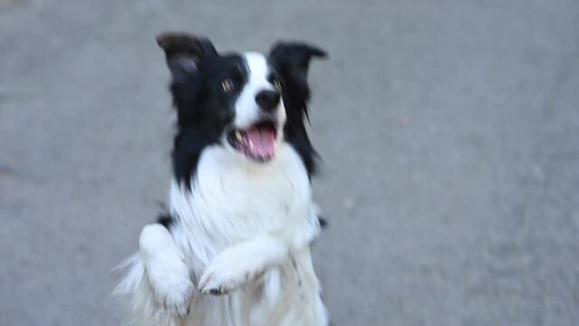 Border collie dog doing exercise shame outdoors. 