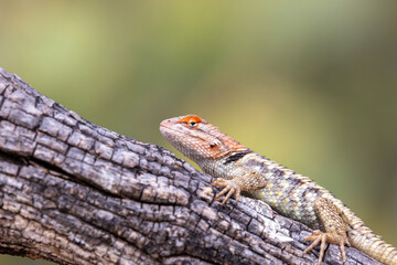 A female desert spiny lizard, Sceloporus magister, displaying breeding colors of orange and yellow while basking on a fallen dead log in the Sonoran Desert. Pima County, Tucson, Arizona, USA.