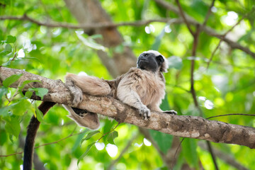 titi monkey in the tree (Mono titi cabeza blanca)