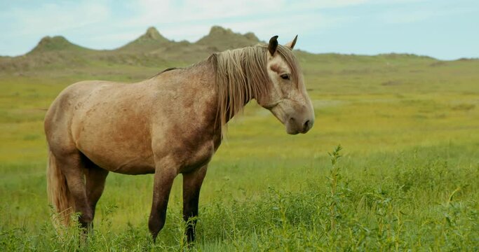 The beautiful free brown horse walks on meadow.Horse stallion nods its head and walks on background green hilltops and blue clear sky.Concept of wild animals freedom wildlife scenery nature landscape