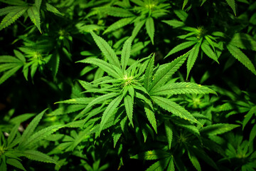Fototapeta na wymiar Cannabis leaf,marijuana plant closeup in foreground, cannabis, plantation, therapeutic, medicinal