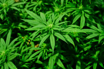 Fototapeta premium Cannabis leaf,marijuana plant closeup in foreground, cannabis, plantation, therapeutic, medicinal