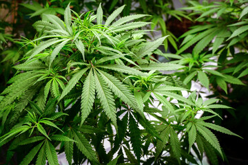 Cannabis leaf,marijuana plant closeup in foreground, cannabis, plantation, therapeutic, medicinal