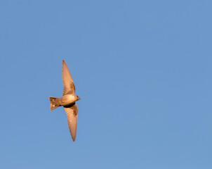 Crag Martin, Ptyonoprogne rupestris