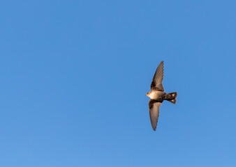 Crag Martin, Ptyonoprogne rupestris