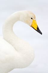Whooper Swan, Cygnus cygnus