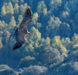 Griffon Vulture, Gyps fulvus