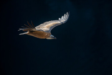 Griffon Vulture, Gyps fulvus