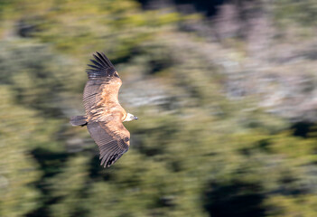 Griffon Vulture, Gyps fulvus