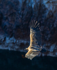 Griffon Vulture, Gyps fulvus