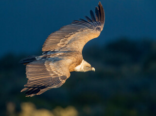Griffon Vulture, Gyps fulvus