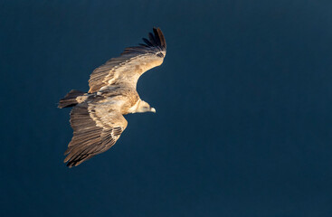 Griffon Vulture, Gyps fulvus