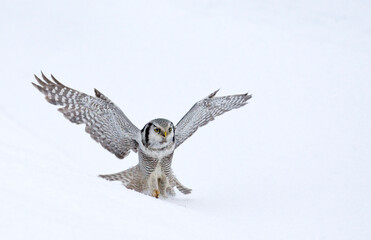 Northern Hawk Owl, Surnia ulula