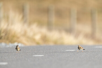 Wood Lark, Lullula arborea