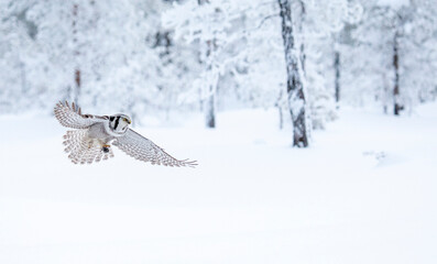 Northern Hawk Owl, Surnia ulula