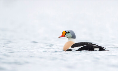 King Eider, Somateria spectabilis