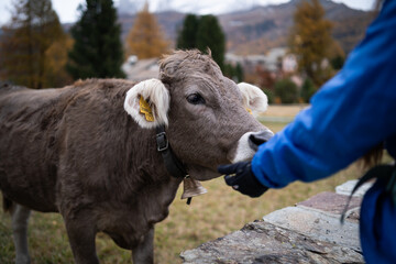 Caressing a cow in a small swiss town near the Sils Lake