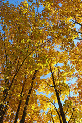 Yellow trees in a landscape park in autumn. Beautiful nature view on a bright sunny day.