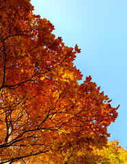 Maple tree lit by the bright autumn sun. Beautiful nature view with colorful lush foliage against the blue sky.