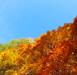 Maple tree lit by the bright autumn sun. Beautiful nature view with colorful lush foliage against...