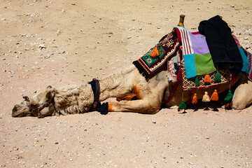 Camel Resting