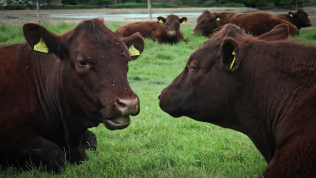 Two brown cows chew grass cud facing each other with flies on their faces