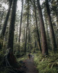 hiking in the woods