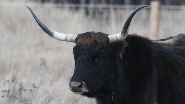 aurochs like cattle chewing grass