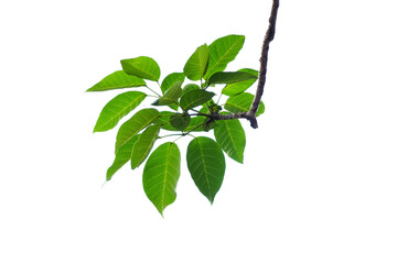 Green leaves isolated on white background, clipping path, clipping path included