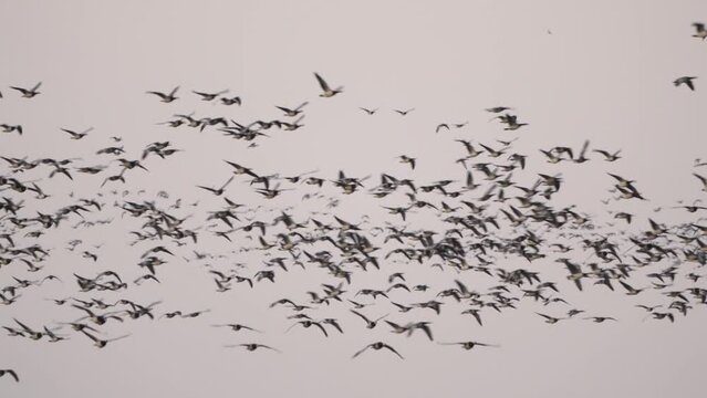 A flock of barnacle geese (Branta leucopsis) swarming around in panic - slow motion