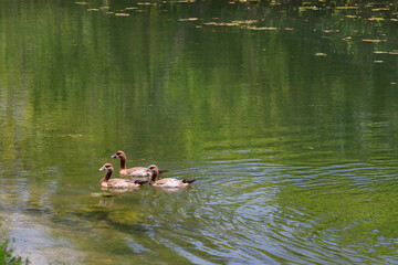 Ducks swimming near river bank..