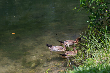 Ducks swimming near river bank.