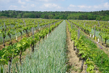 Fototapeta na wymiar rows of vines in vineyard in the Loire valley in the spring
